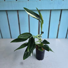 Load image into Gallery viewer, #H341 Albo Variegated Monstera Standleyana