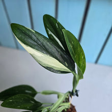 Load image into Gallery viewer, #H341 Albo Variegated Monstera Standleyana