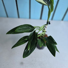 Load image into Gallery viewer, #H341 Albo Variegated Monstera Standleyana