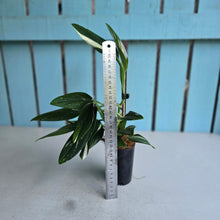 Load image into Gallery viewer, #H341 Albo Variegated Monstera Standleyana