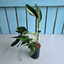 Load image into Gallery viewer, #H341 Albo Variegated Monstera Standleyana
