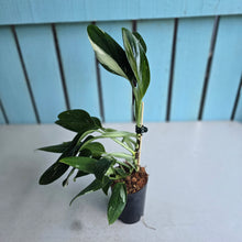Load image into Gallery viewer, #H341 Albo Variegated Monstera Standleyana