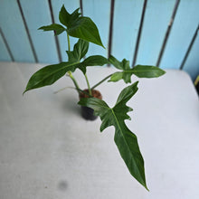 Load image into Gallery viewer, #W21 Philodendron Golden Dragon
