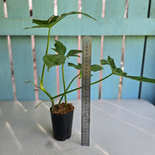 Load image into Gallery viewer, #W21 Philodendron Golden Dragon