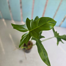 Load image into Gallery viewer, #W21 Philodendron Golden Dragon