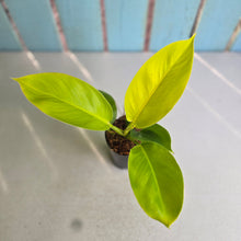 Load image into Gallery viewer, #W20 Philodendron Rush