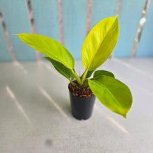 Load image into Gallery viewer, #W20 Philodendron Rush