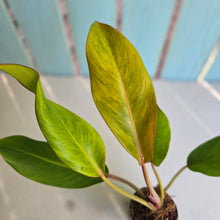 Load image into Gallery viewer, #W30 Philodendron Orange Marmalade