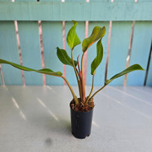 Load image into Gallery viewer, #W30 Philodendron Orange Marmalade