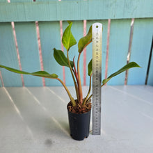 Load image into Gallery viewer, #W30 Philodendron Orange Marmalade
