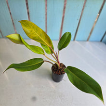 Load image into Gallery viewer, #W30 Philodendron Orange Marmalade
