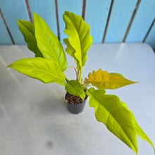 Load image into Gallery viewer, #W19 Philodendron Golden Tiger Tooth