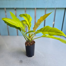 Load image into Gallery viewer, #W19 Philodendron Golden Tiger Tooth