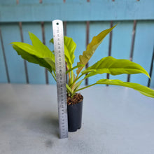 Load image into Gallery viewer, #W19 Philodendron Golden Tiger Tooth