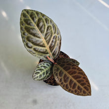 Load image into Gallery viewer, #W17 Labisia Turtle Back