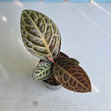 Load image into Gallery viewer, #W17 Labisia Turtle Back