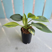 Load image into Gallery viewer, #W16 Two x Headed Variegated Philodendron Hastatum Silver Sword