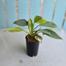 Load image into Gallery viewer, #W16 Two x Headed Variegated Philodendron Hastatum Silver Sword