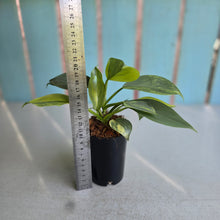 Load image into Gallery viewer, #W16 Two x Headed Variegated Philodendron Hastatum Silver Sword