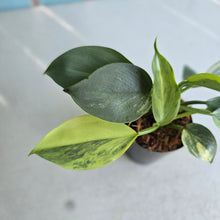 Load image into Gallery viewer, #W16 Two x Headed Variegated Philodendron Hastatum Silver Sword