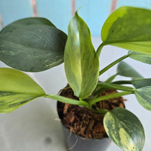 Load image into Gallery viewer, #W16 Two x Headed Variegated Philodendron Hastatum Silver Sword