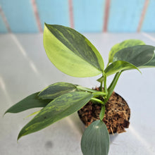 Load image into Gallery viewer, #W16 Two x Headed Variegated Philodendron Hastatum Silver Sword
