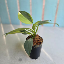Load image into Gallery viewer, #W16 Two x Headed Variegated Philodendron Hastatum Silver Sword