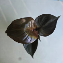Load image into Gallery viewer, #W14 Philodendron Red Heart