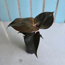 Load image into Gallery viewer, #W14 Philodendron Red Heart