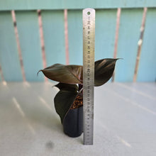 Load image into Gallery viewer, #W14 Philodendron Red Heart