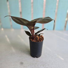Load image into Gallery viewer, #W14 Philodendron Red Heart