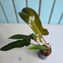 Load image into Gallery viewer, #W13 Philodendron Florida Bronze