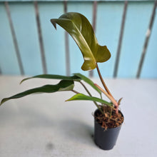 Load image into Gallery viewer, #W13 Philodendron Florida Bronze