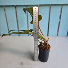Load image into Gallery viewer, #W13 Philodendron Florida Bronze