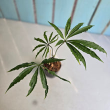 Load image into Gallery viewer, #W11 Anthurium Polyschistum