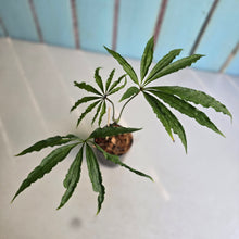 Load image into Gallery viewer, #W11 Anthurium Polyschistum