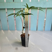 Load image into Gallery viewer, #W11 Anthurium Polyschistum