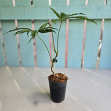 Load image into Gallery viewer, #W11 Anthurium Polyschistum