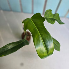 Load image into Gallery viewer, #W23 Philodendron Jerry Horne