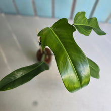 Load image into Gallery viewer, #W23 Philodendron Jerry Horne