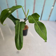 Load image into Gallery viewer, #W23 Philodendron Jerry Horne