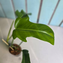 Load image into Gallery viewer, #W23 Philodendron Jerry Horne