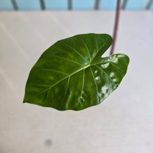 Load image into Gallery viewer, #W10 Alocasia Imperial Red
