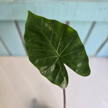 Load image into Gallery viewer, #W10 Alocasia Imperial Red