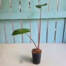 Load image into Gallery viewer, #W10 Alocasia Imperial Red