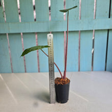 Load image into Gallery viewer, #W10 Alocasia Imperial Red