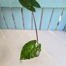 Load image into Gallery viewer, #W10 Alocasia Imperial Red