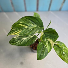 Load image into Gallery viewer, #W6 Variegated Monstera Lechleriana