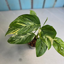 Load image into Gallery viewer, #W6 Variegated Monstera Lechleriana