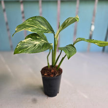 Load image into Gallery viewer, #W6 Variegated Monstera Lechleriana
